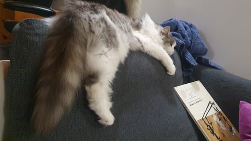 Avis photo d'un client sur Croquettes Chat Stérilisé Sans Céréales - Poulet