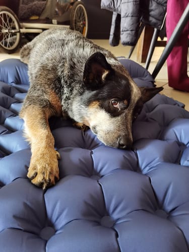 Avis photo d'un client sur MATELAS GONFLABLE COZIYA