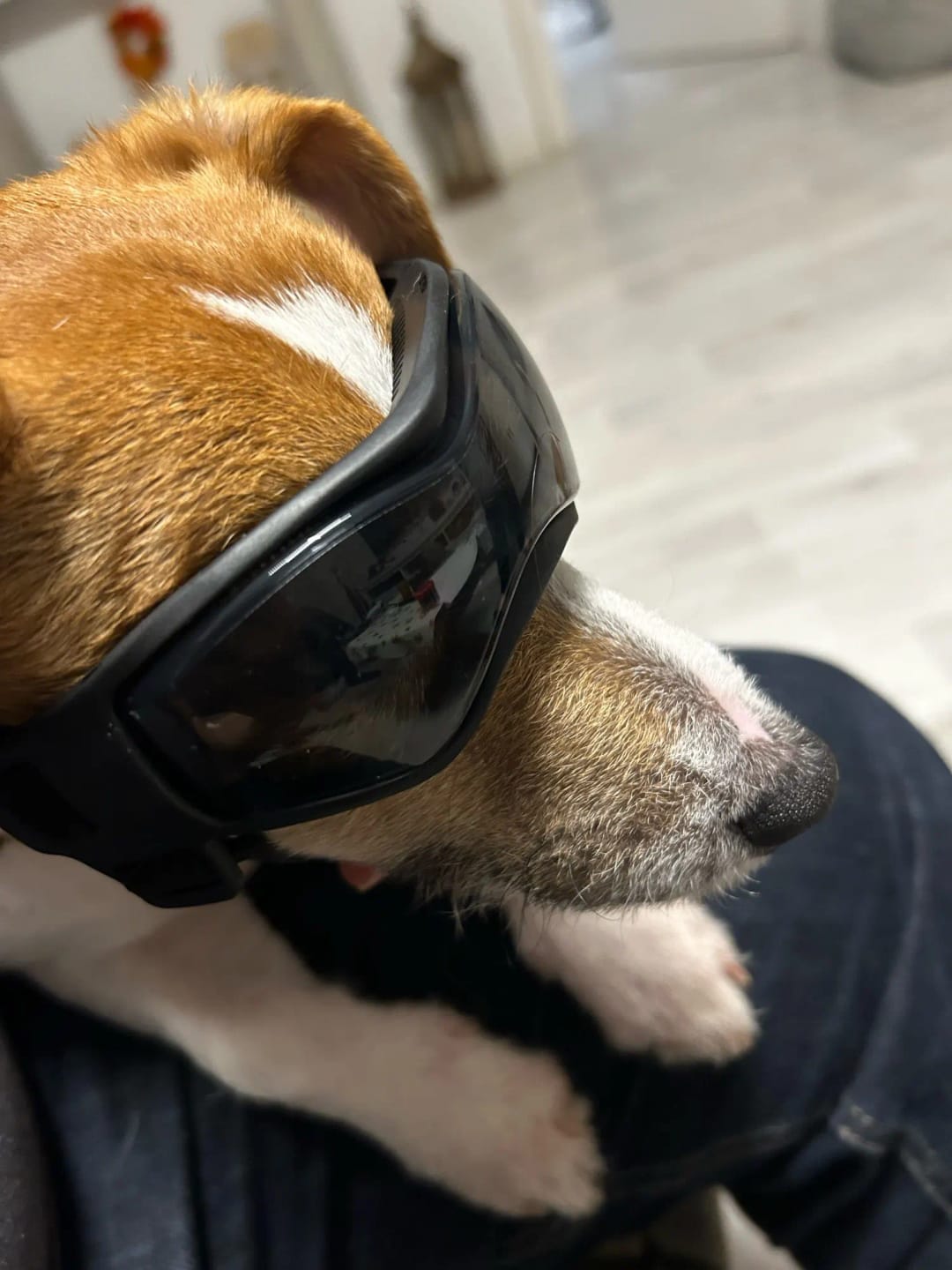 Customer photo review of Dog Outdoor UV Protection Sunglasses Goggles