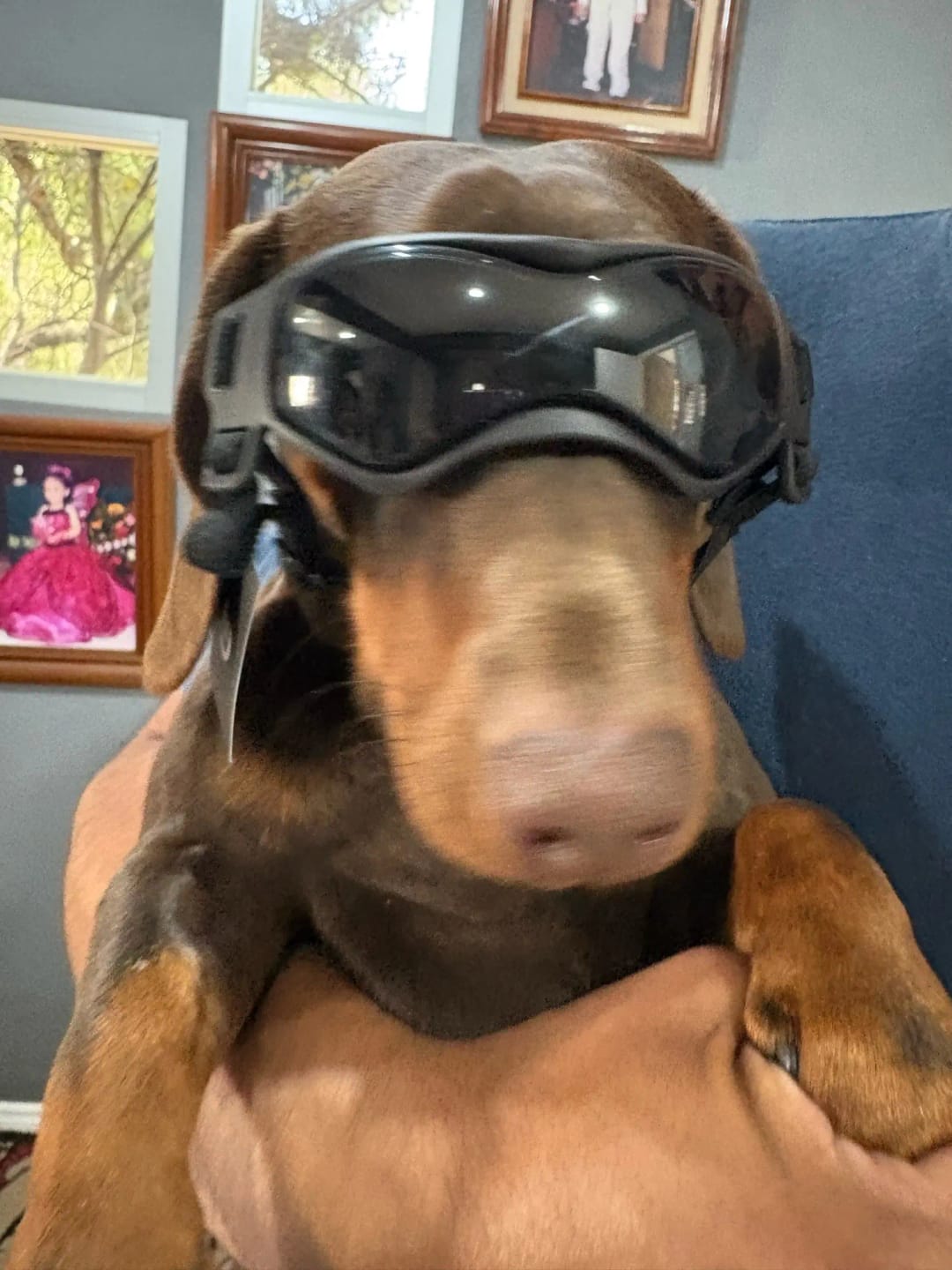 Customer photo review of Dog Outdoor UV Protection Sunglasses Goggles