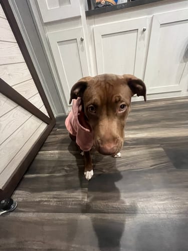 Customer photo review of Comfort Control Collar - Lilac