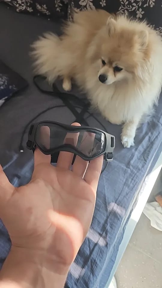 Customer photo review of Dog Outdoor UV Protection Sunglasses Goggles