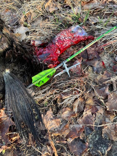 Customer photo review of Turkey Decapper System