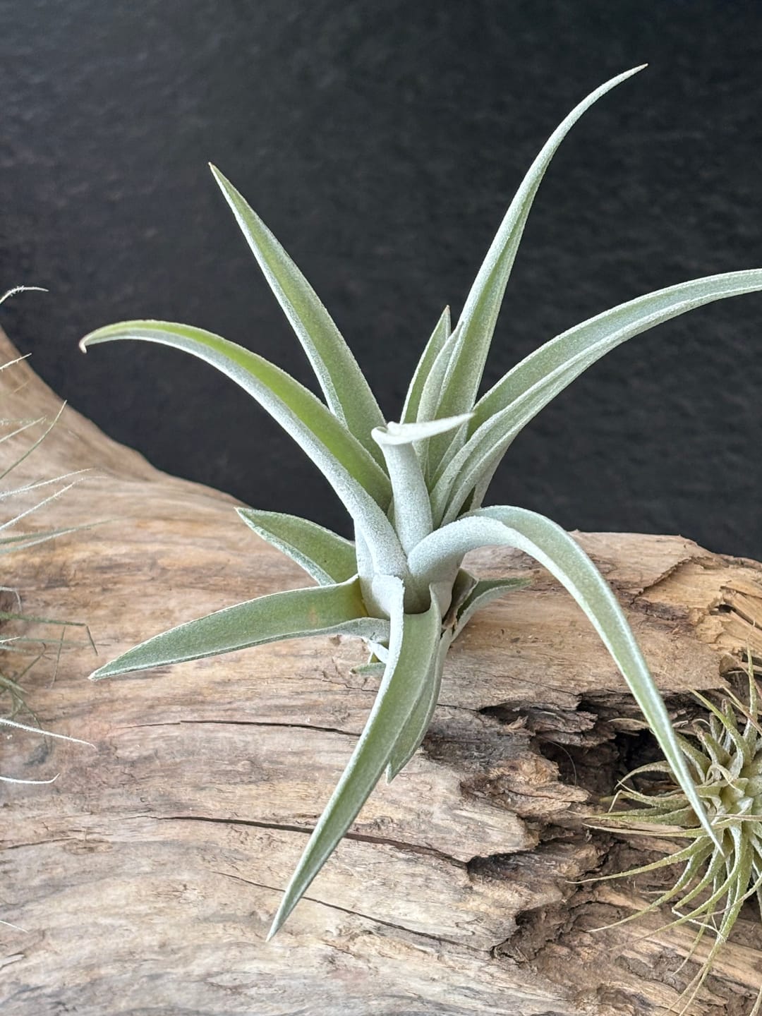 Customer photo review of Tillandsia harrisii