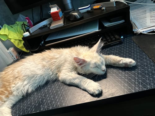 Avis photo d'un client sur Coffret Découverte Chaton - 1kg Croquettes + 8 Pâtées + 3 probiotiques