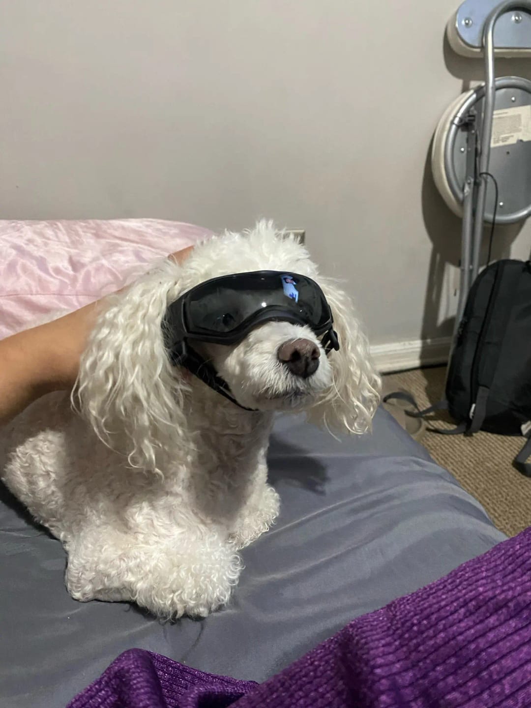 Customer photo review of Dog Outdoor UV Protection Sunglasses Goggles