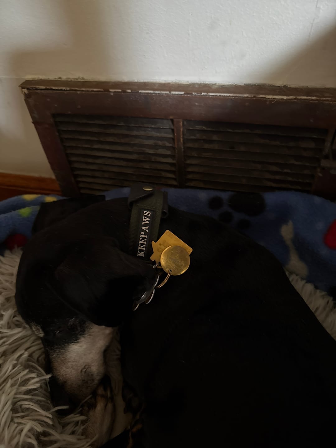 Customer photo review of Keepaws™ Tactical AirTag Collar