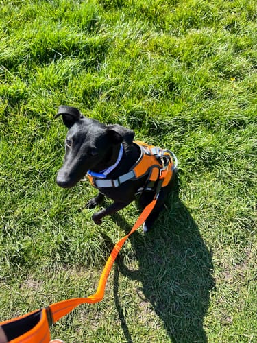 Customer photo review of 1.2m Shock Absorbing Bungee Dog Lead