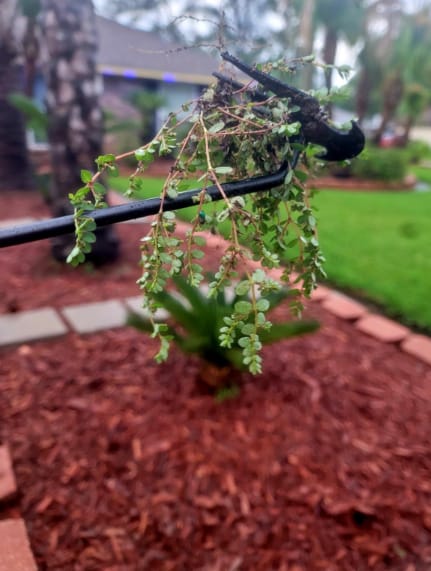 Customer photo review of GardenMate™ - Uprooting Tool