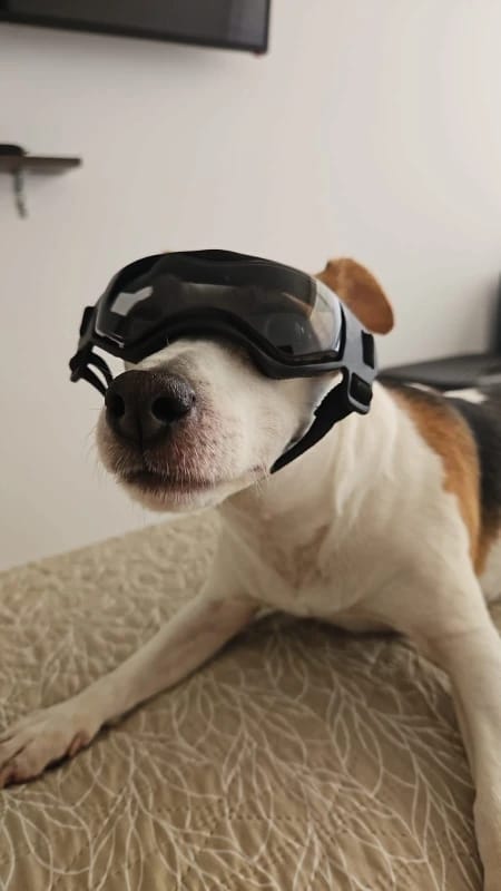 Customer photo review of Dog Outdoor UV Protection Sunglasses Goggles