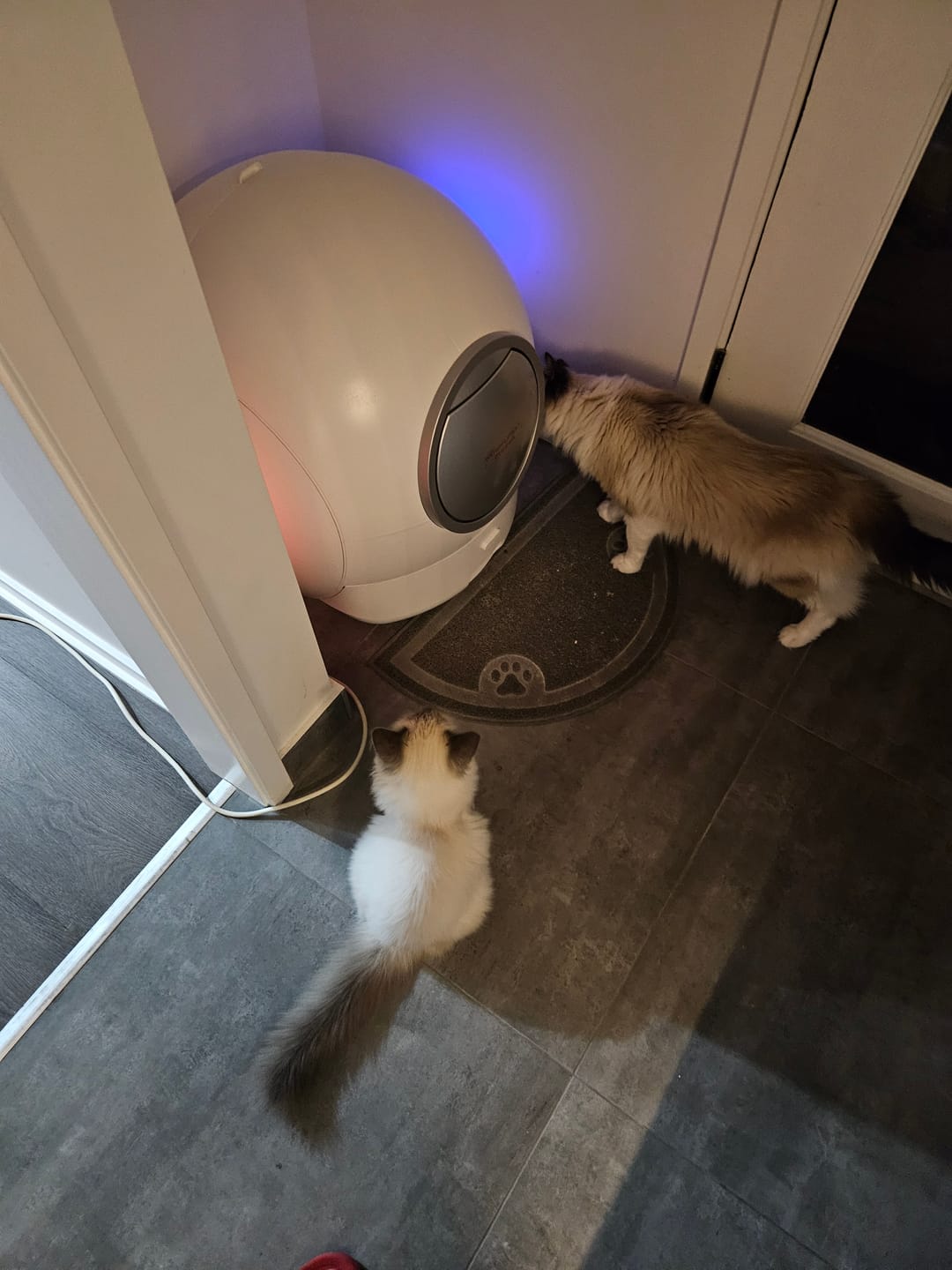 Customer photo review of PaWz AutoClean Max Automatic Self Cleaning Cat Litter Box