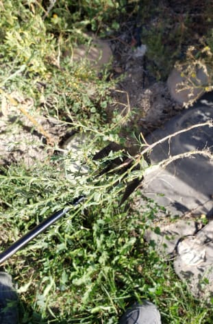 Customer photo review of GardenMate™ - Uprooting Tool