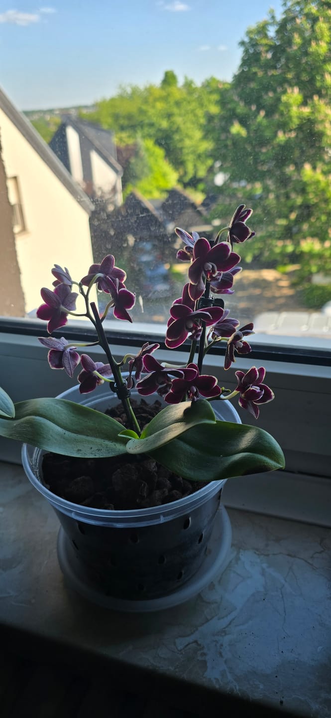 Customer photo review of Table Dance Aliyah Black mit dunkelroten Blüten und 2 Rispen