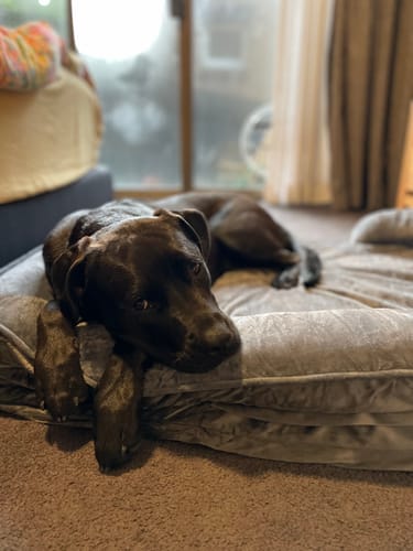 Customer photo review of PaWz Premium Memory Foam Pet Sofa Bed