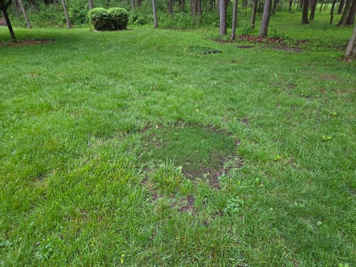 Customer photo review of GCI Turf Cool Blue Grass Seed