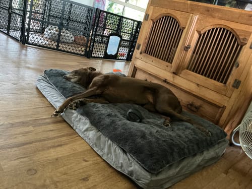 Customer photo review of Pawz Dog Memory Foam Mattress