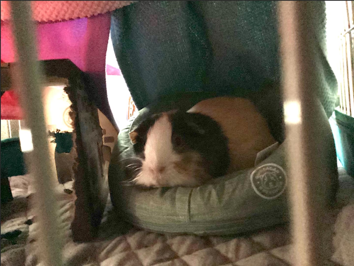 Customer photo review of GuineaDad Comfy Couch Memory Foam Sofa