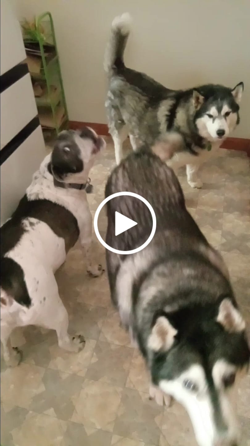 Customer video review of Wild Alaskan Salmon Oil for Dogs | Omega 3, 6 & 9 | Petsmont Omega Love+