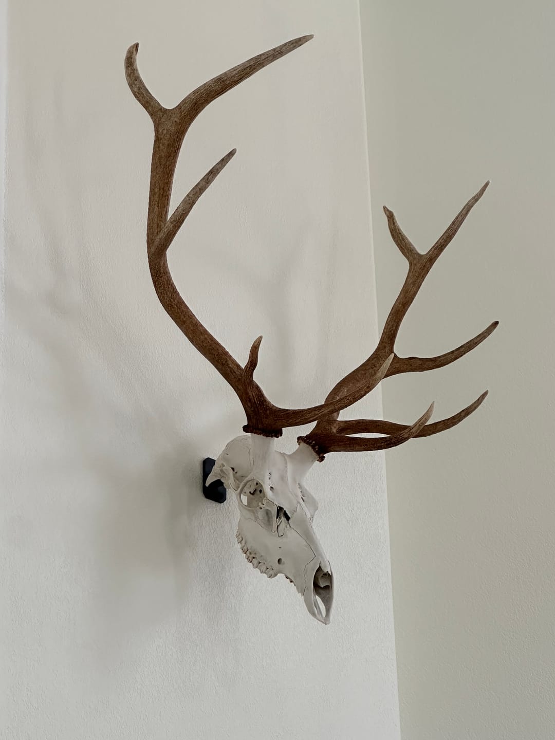 Customer photo review of SkulLok | Large Game