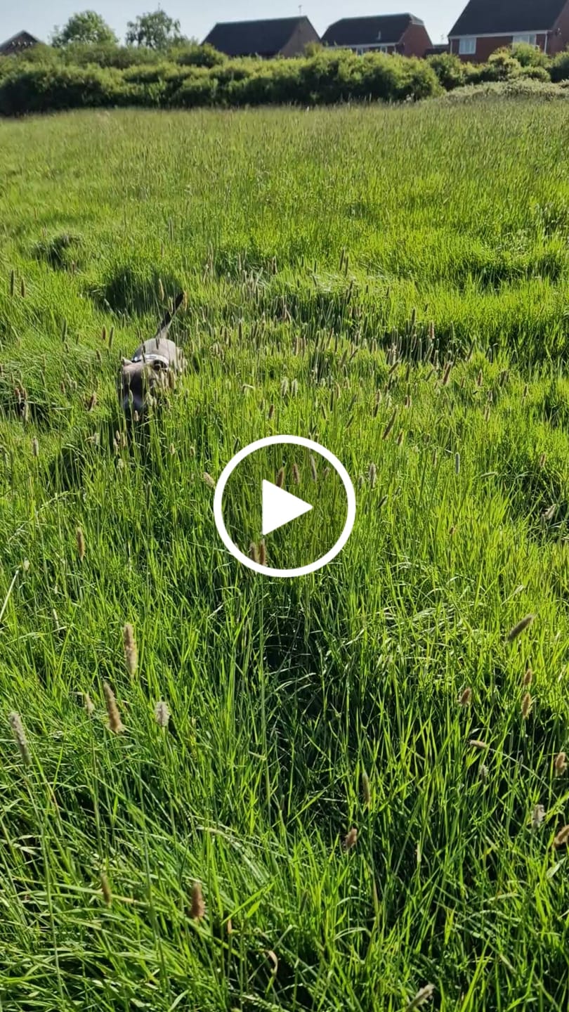 Customer video review of Comfort Premium Harness | Non Restrictive - Metal Grey
