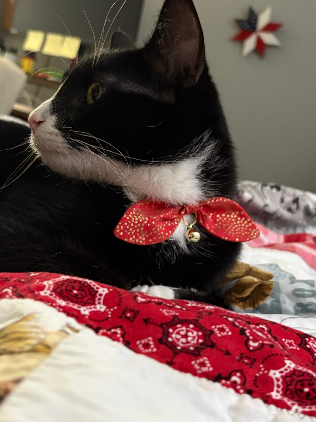 Customer photo review of Holiday Red and Gold Bow Cat Collar