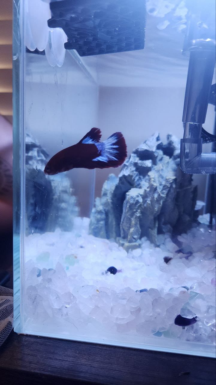 Customer photo review of Red Copper Halfmoon Male Betta Fish