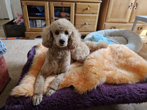 Carol S. review of 35% OFF Mulberry & Wine Micro Suede Luxury Cosy Topper image 1 out of 1