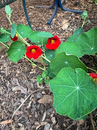 Customer photo review of Nasturtium