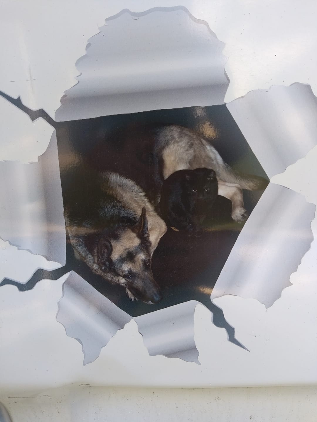 Customer photo review of Photo animal curieux - Autocollant pour voiture personnalisé
