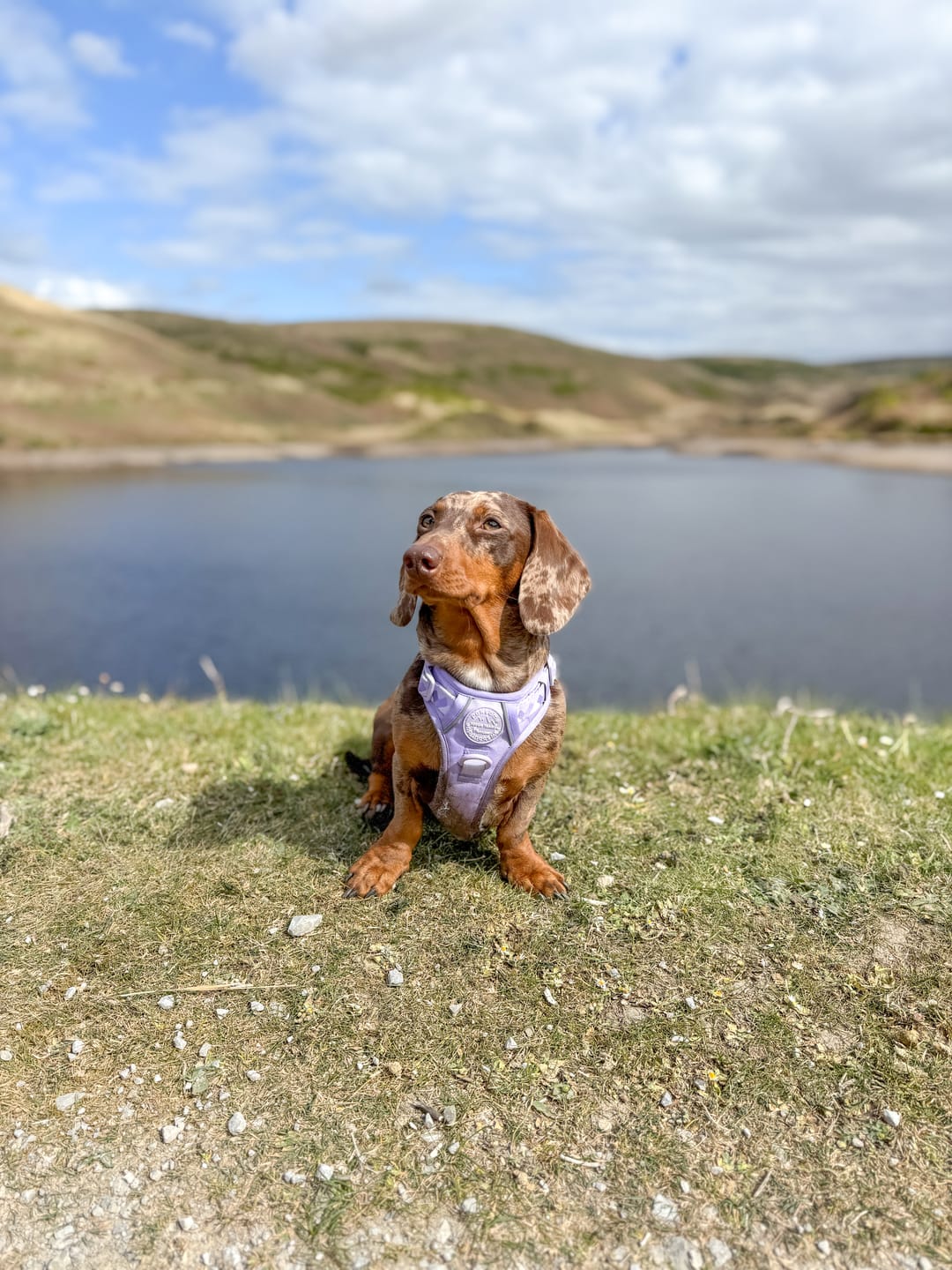 Customer photo review of Tough Trails™ Harness - Walkies Ready® Lavender Lilac