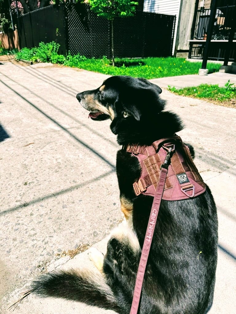 Customer photo review of HNTR 3.0 Dog Harness - Chocolate