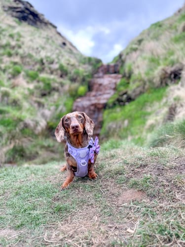 Customer photo review of Sailor Bow - Cherry Bomb