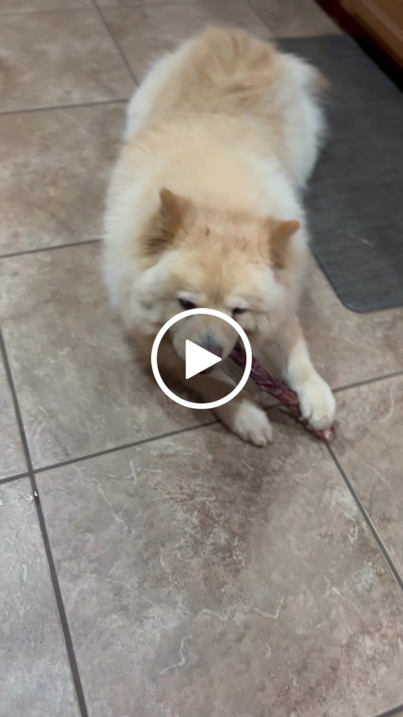 Customer video review of Beef Gullet Braid