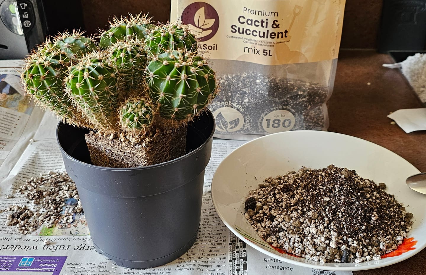 Customer photo review of Cacti & Succulent Mix