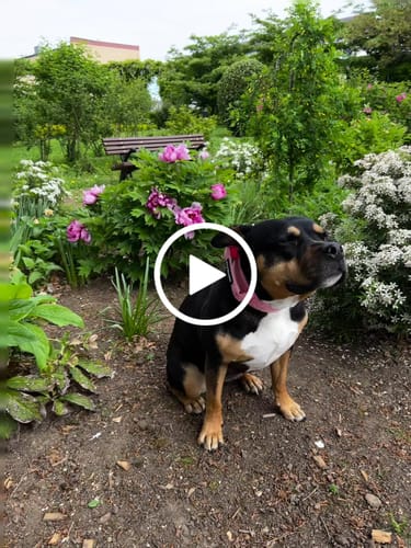 Customer video review of 4cm LIGHTER Combat® Collar | With Handle Rated Clip - Pink x Pink