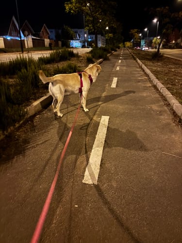 Customer photo review of Correa Larga para Perros - Light | 5 mts | Pink