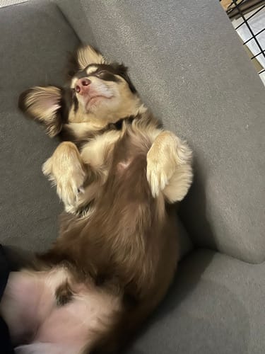 Customer photo review of FunFunPet 高機能ハーネス（お名前タグ作成サービス付き）