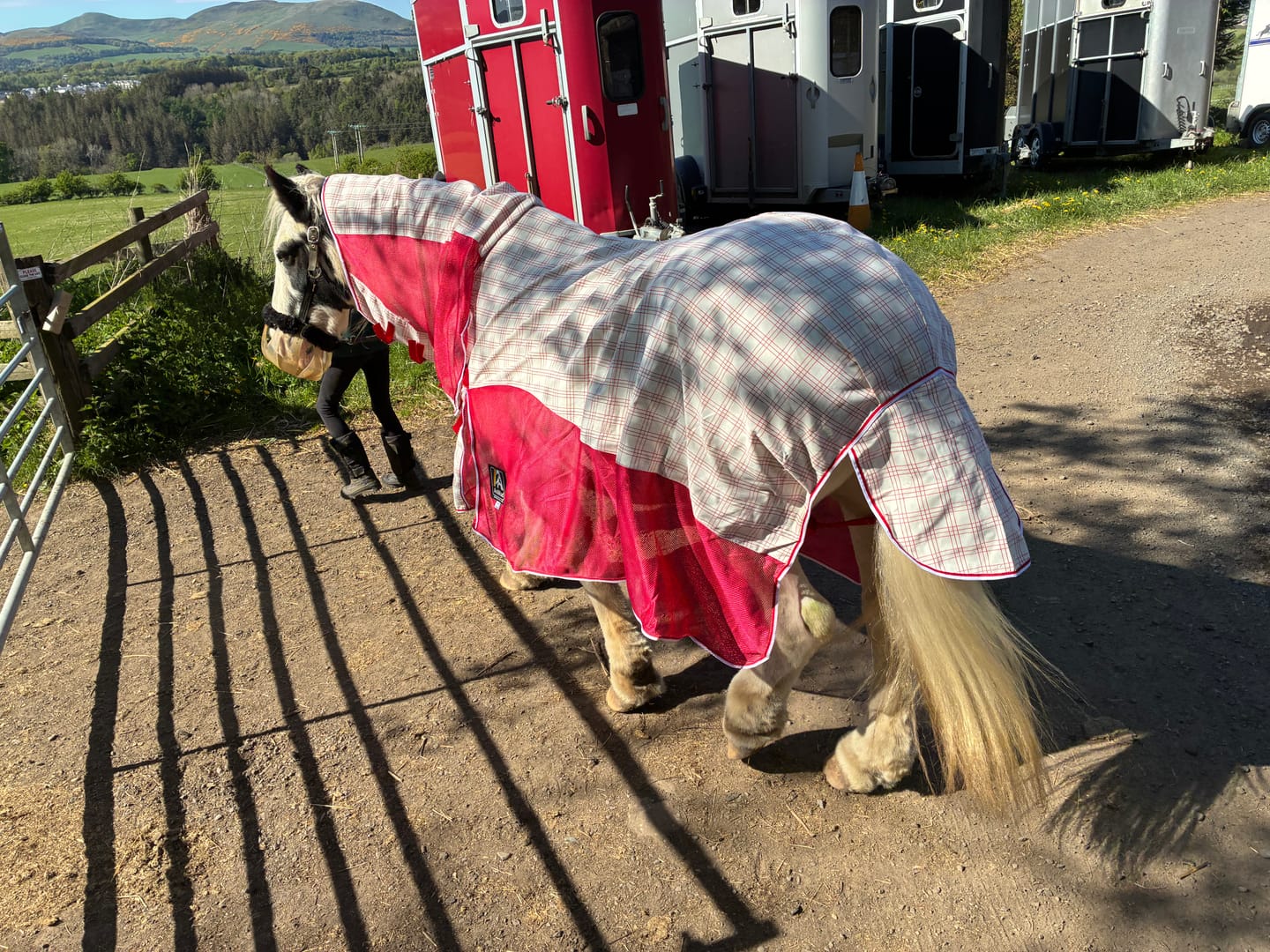 Customer photo review of Allrounder Fly Rug Combo | Big Horse