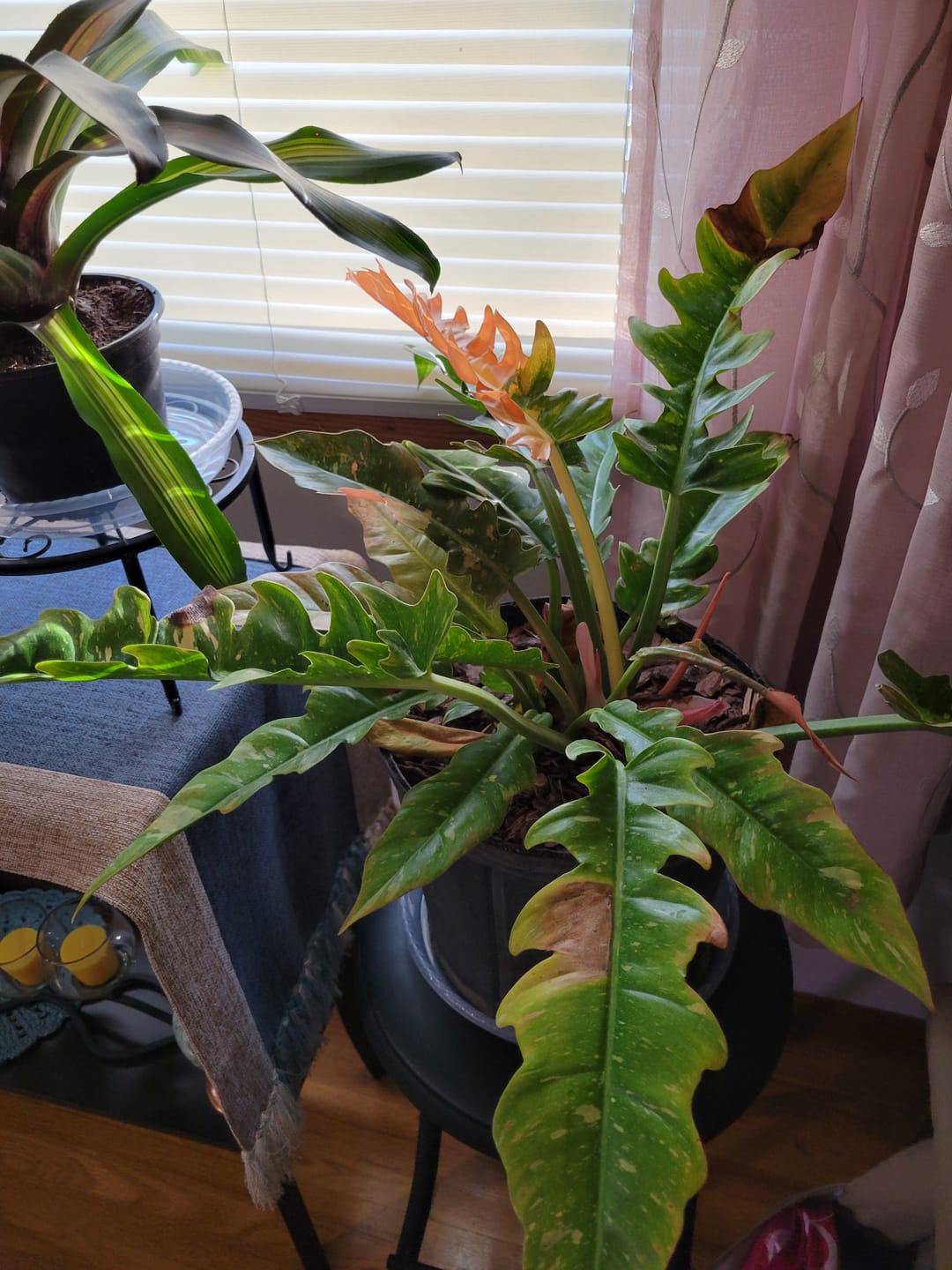 Customer photo review of Philodendron Ring of Fire Variegated
