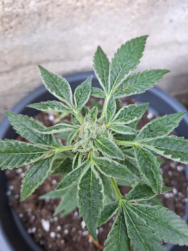 Customer photo review of 🍋 Lemon King - Power LVL 5/5
