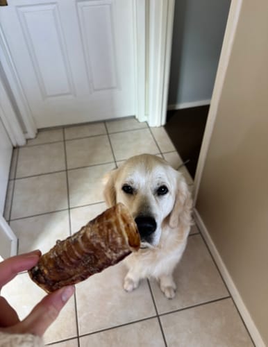Customer photo review of Beef Pizzle (THICK & Long)