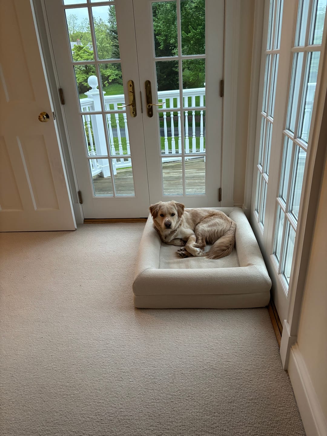 Customer photo review of Medium REM Dog Bed
