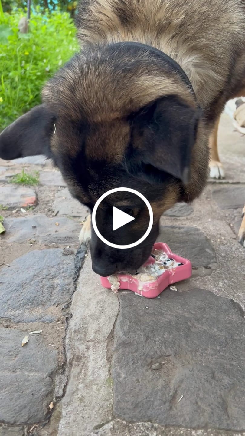 Customer video review of Freezbox - Super Tough Treat Toy