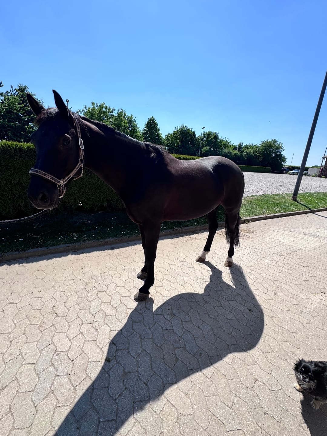 Customer photo review of MUSTAX Muskel+