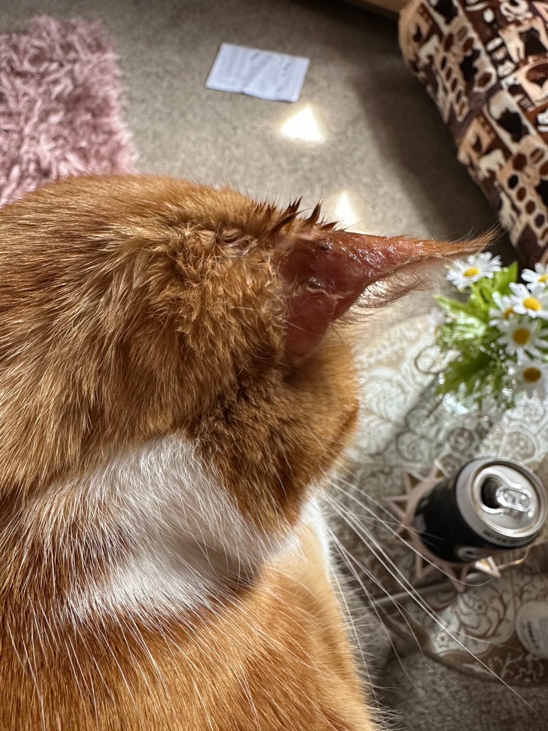 Customer photo review of Cat Gel