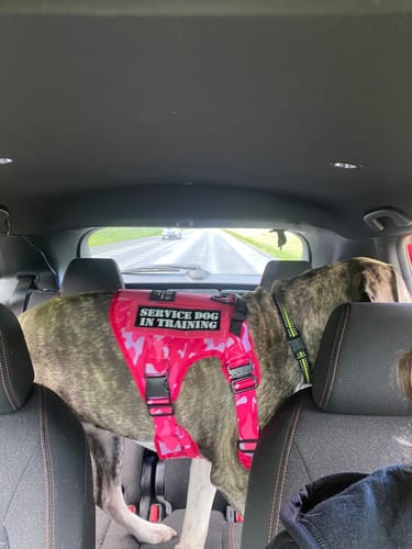 Customer photo review of Classic Heavy-Duty Tactical No-Pull Team K9™ Dog Harness With Front & Back D-Rings, Quick-Release Metal-Buckles, Hook & Loop Panels, & Top Handle