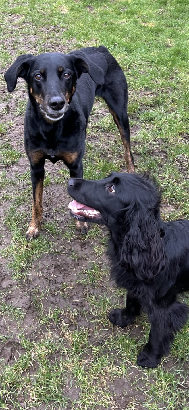 Customer photo review of Total Dental Care Supplement For Dogs