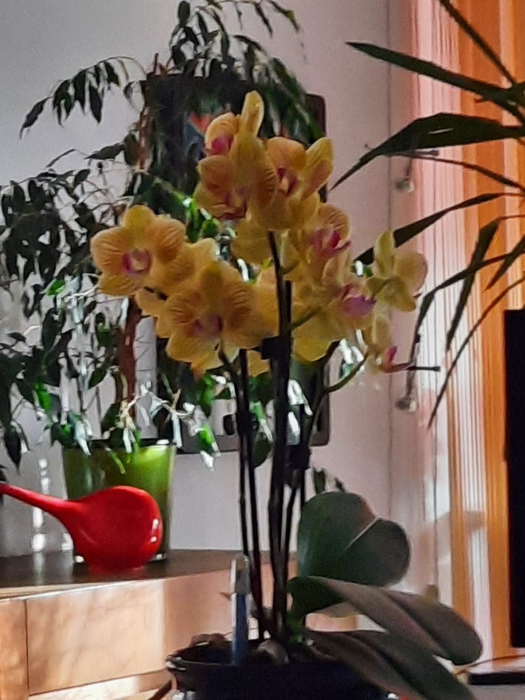 Customer photo review of Table Dance Lima mit gelb-gestreiften Blüten und 2 Rispen