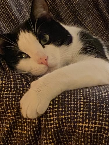 Avis photo d'un client sur Croquettes Chat Stérilisé Sans Céréales - Poulet