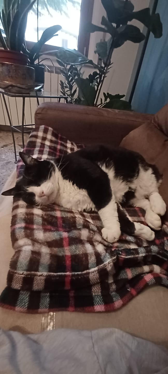 Customer photo review of ADTAB GATTI 2-8kg (3cpr) - Libera il Tuo Gatto da Pulci e Zecche
